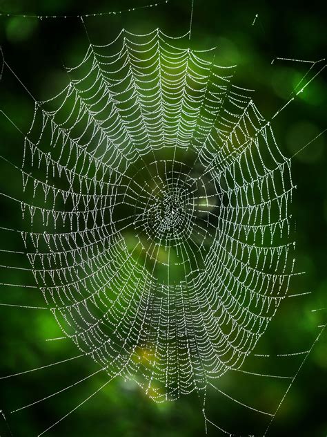 10,000+ Free Deep Web & Spider Web Images